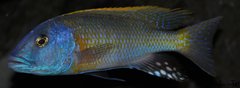 buccochromis rhoadesi yellow