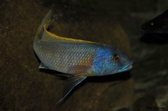 buccochromis rhoadesi yellow