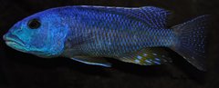 aristochromis christyi