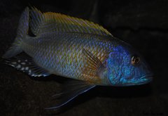 buccochromis rhoadesi yellow