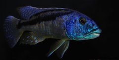 aristochromis christyi