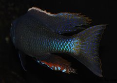 champsochromis caeruleus