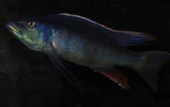 champsochromis caeruleus