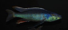 champsochromis caeruleus