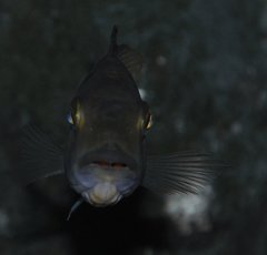 fossorochromis rostratus