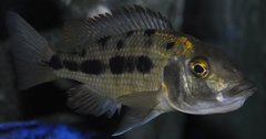 fossorochromis rostratus