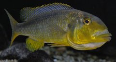 buccochromis rhoadesi yellow