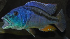 aristochromis christyi