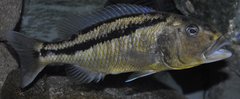 aristochromis christyi