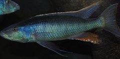 champsochromis caeruleus