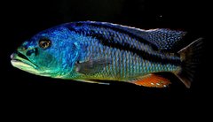 aristochromis christyi