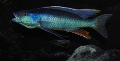 champsochromis caeruleus