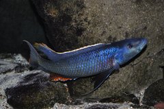 champsochromis caeruleus