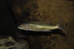 champsochromis caeruleus