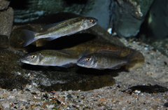 champsochromis caeruleus