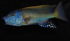 buccochromis rhoadesi yellow