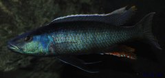 champsochromis caeruleus