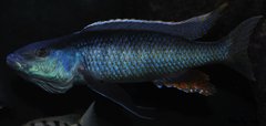 champsochromis caeruleus