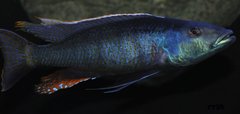 champsochromis caeruleus