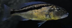 aristochromis christyi