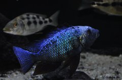 fossorochromis rostratus