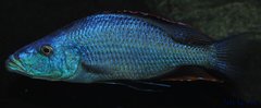 dimidiochromis compressiceps