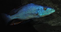 dimidiochromis compressiceps