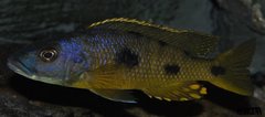 exochochromis anagenys