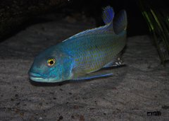 buccochromis lepturus