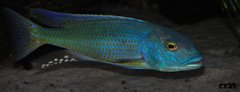 buccochromis lepturus