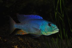 aristochromis christyi