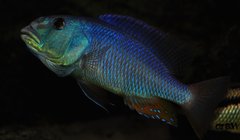 aristochromis christyi