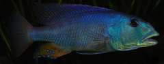 aristochromis christyi