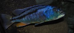 aristochromis christyi