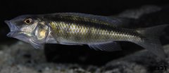 champsochromis caeruleus