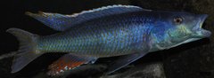 champsochromis caeruleus