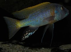 buccochromis rhoadesii yellow