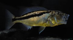 aristochromis christyi