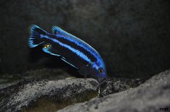 melanochromis chipokae