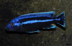 melanochromis chipokae