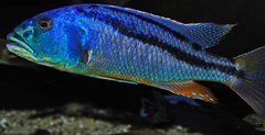 Więcej informacji o „aristochromis christyi”
