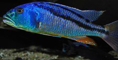 aristochromis christyi