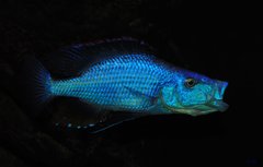 dimidiochromis compressiceps