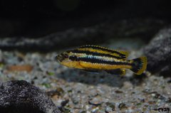 melanochromis chipokae