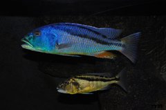 aristochromis christyi