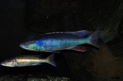 champsochromis caeruleus