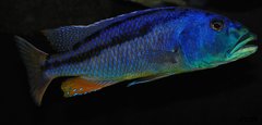 aristochromis christyi