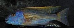 buccochromis rhoadesii yellow