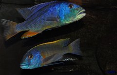 aristochromis christyi & buccochromis rhoadesi yellow