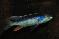 champsochromis caeruleus WF